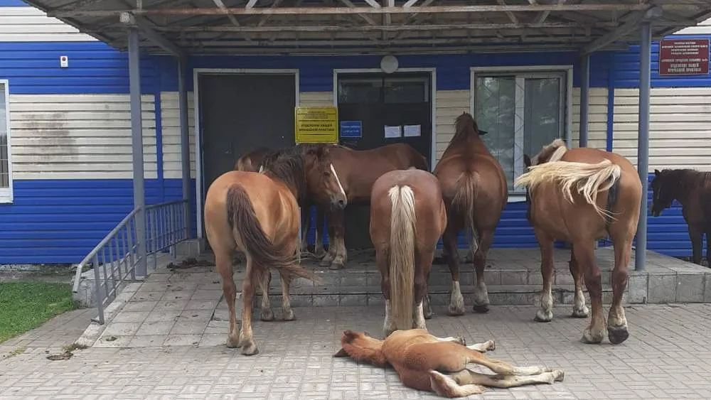 В Брянске безнадзорных лошадей будут отлавливать арканом